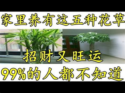 門口招財|大門口適合放什麼植物？風水師推薦發財樹、富貴竹、。